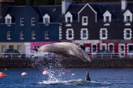 Bottlenose Bonanza off Mull